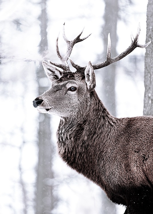King Deer Plagát / Zvieratá v Desenio AB (11419)