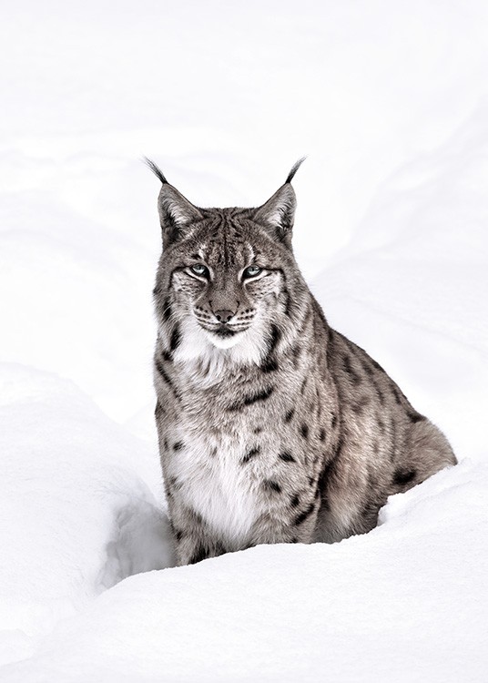 Snow Lynx Plagát / Umelecké fotografie v Desenio AB (11421)