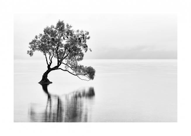 Lonely Wanaka Tree Plagát