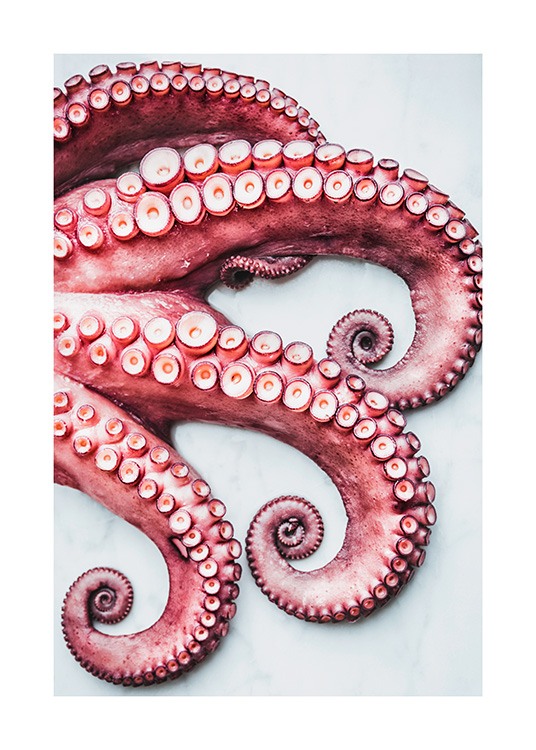Octopus Arms Plagát / Kuchynské obrazy v Desenio AB (11519)