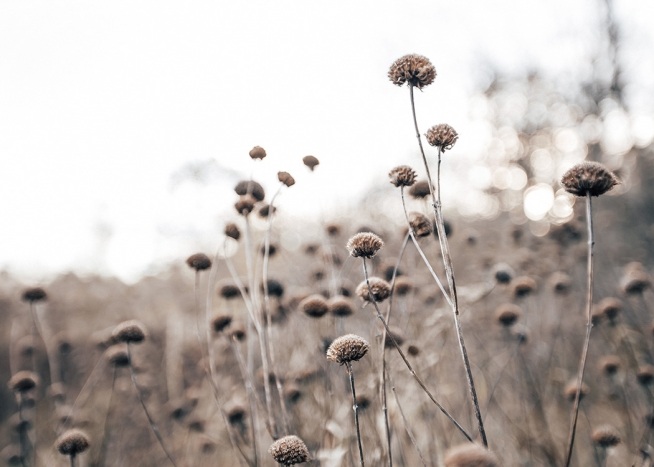 – Detailná fotografia sušených kvetov na rozmazanom pozadí 