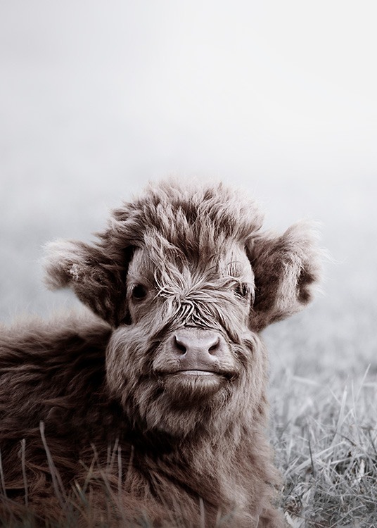 Highland Cattle Calf Plagát / Zvieratá v Desenio AB (11549)