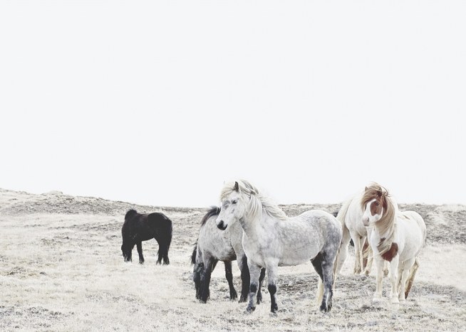 Wild and Free Horses Plagát / Umelecké fotografie v Desenio AB (11553)
