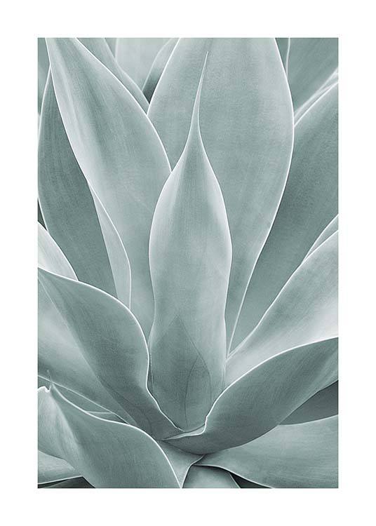 Agave Leaves No1 Plagát