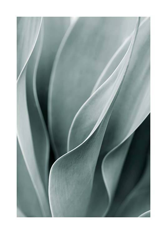 Agave Leaves No3 Plagát