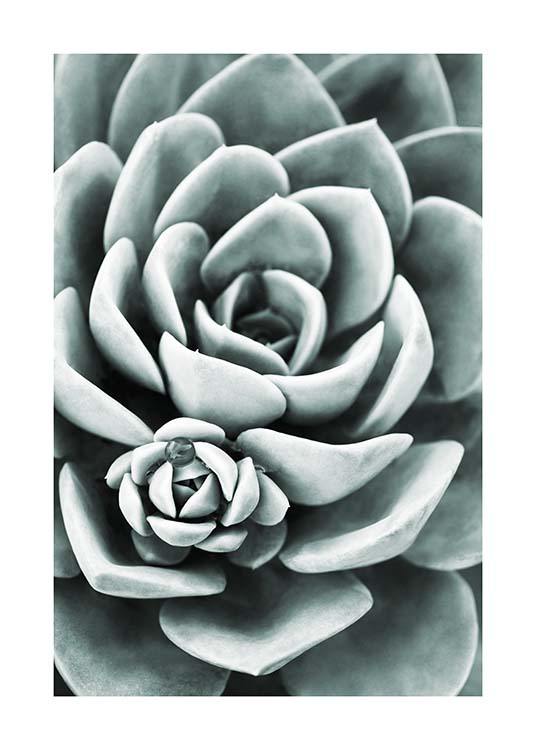 Mint Green Succulent Plagát