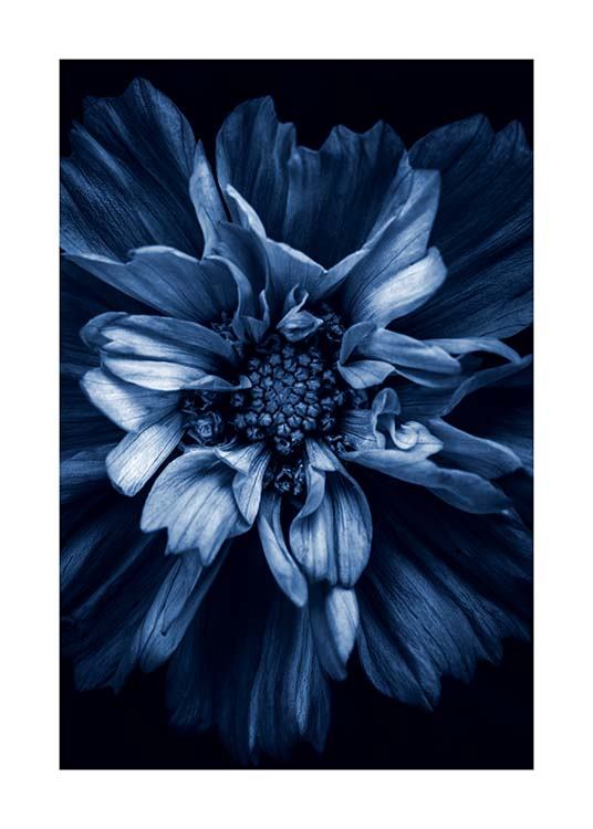 Blue Anemone Plagát / Umelecké fotografie v Desenio AB (11663)