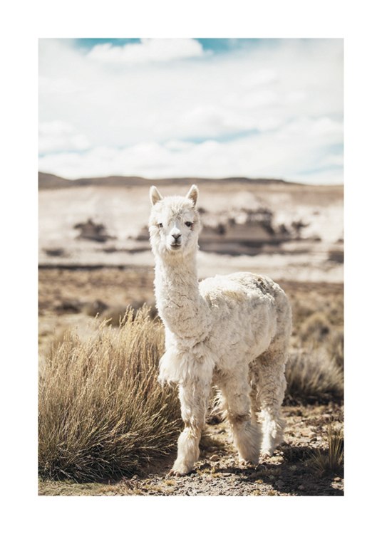 Curious Alpaca Plagát / Umelecké fotografie v Desenio AB (11670)