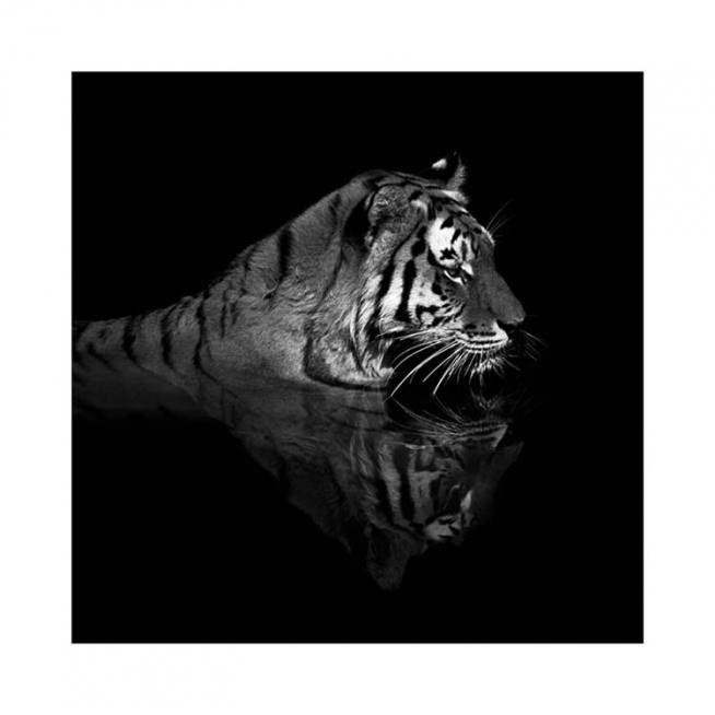 Tiger in Water Plagát / Umelecké fotografie v Desenio AB (11688)