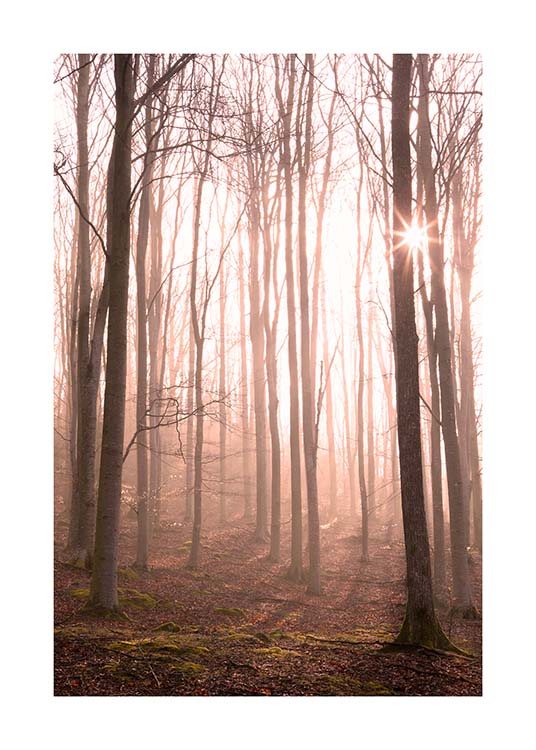 Forest in Fog Plagát / Prírodné motívy v Desenio AB (11713)