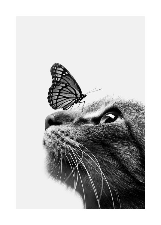 – Čiernobiely plagát motýľa na mačke. 
