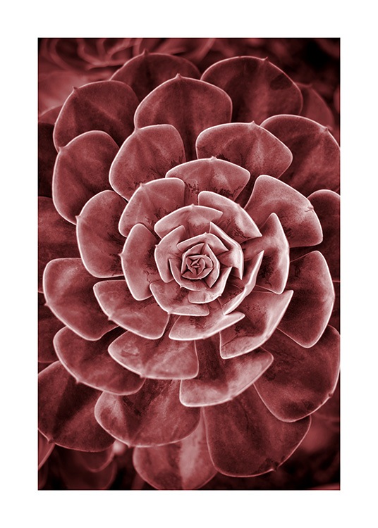 Red Succulent No2 Plagát / Umelecké fotografie v Desenio AB (11789)