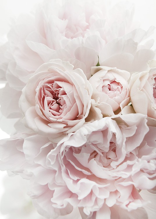  – Fotografia bledoružových pivoniek a ruží