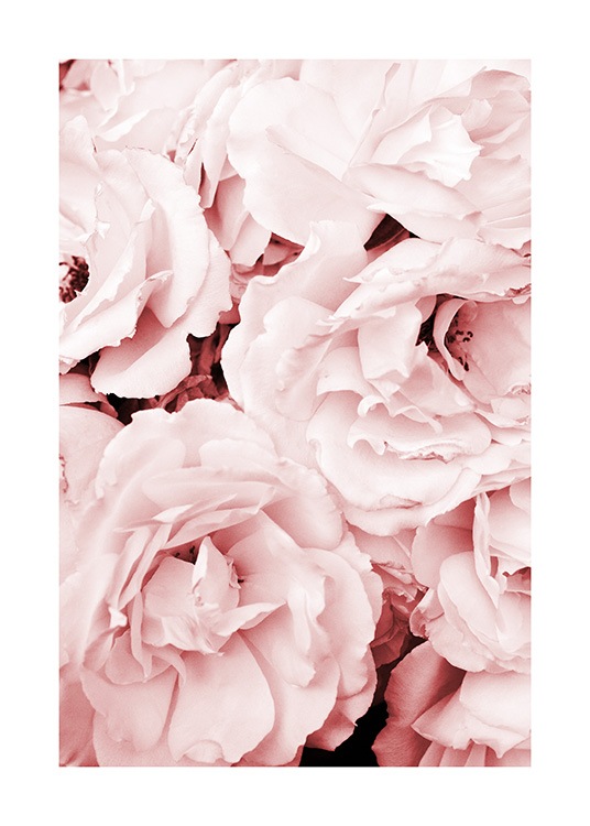 Close Up Pink Roses Plagát / Umelecké fotografie v Desenio AB (11793)