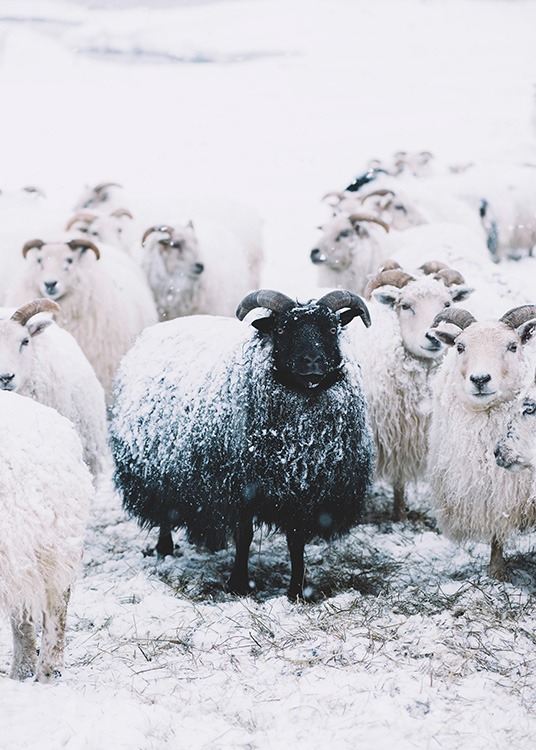 – Plagát čiernej ovce medzi bielymi ovcami. 