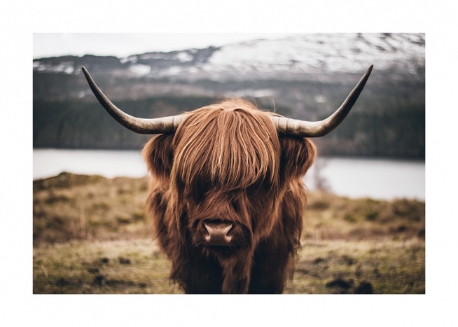 Scottish Highland Cattle Plagát / Zvieratá v Desenio AB (11853)