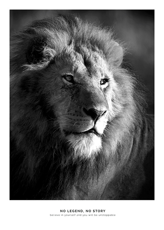 Lion Legend Plagát / Zvieratá v Desenio AB (11855)