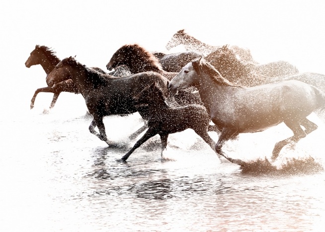 – Plagát koní bežiacich vo vode. 