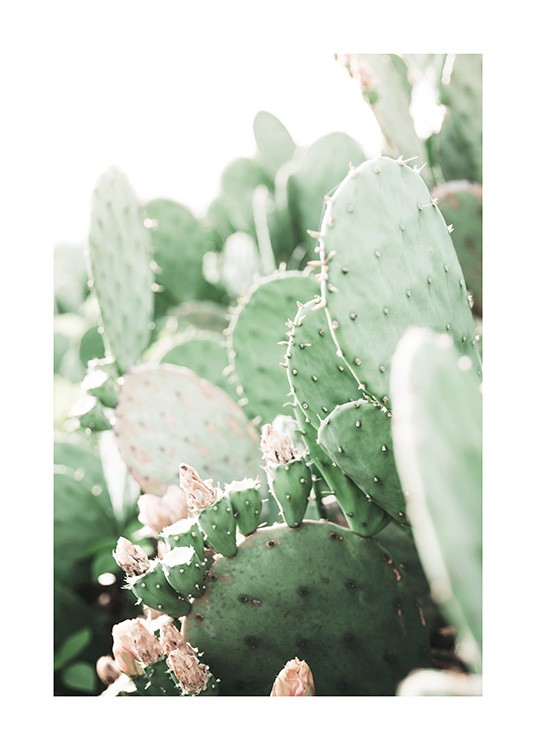 Prickly Pear Cactus Plagát / Umelecké fotografie v Desenio AB (11892)