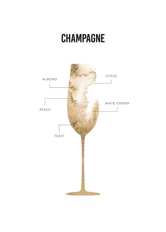 Champagne Anatomy Plagát
