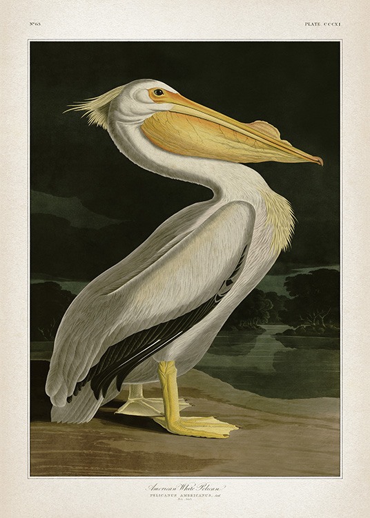 American White Pelican Plagát