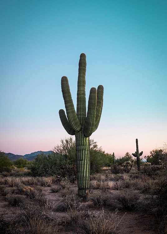 Cactus in Desert Plagát