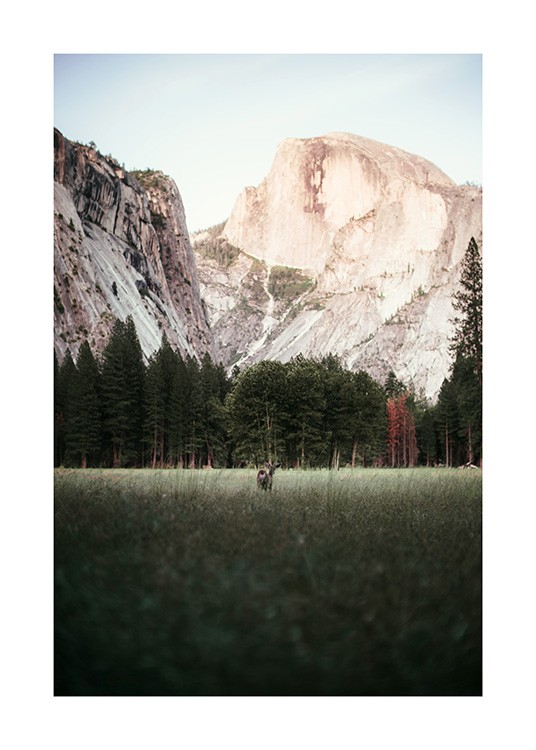 Deer in Yosemite National Park Plagát