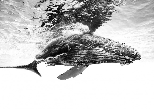 Humpback Whale B&W Plagát