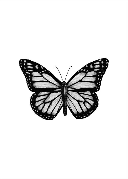 Butterfly Drawing Plagát