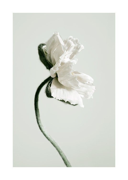 White Poppy Flower Plagát / Umelecké fotografie v Desenio AB (12318)