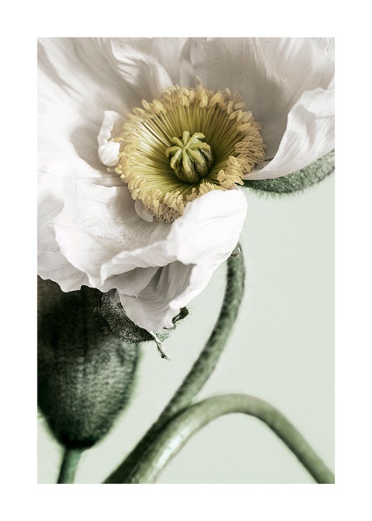 White Poppy Close Up Plagát / Umelecké fotografie v Desenio AB (12319)