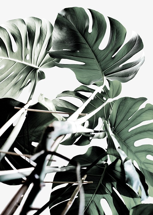 Monstera Cluster Plagát