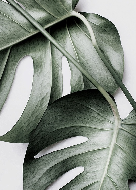 Monstera Pair Plagát