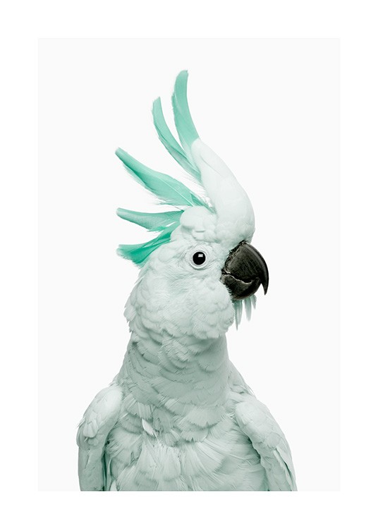 Mint Cockatoo Plagát