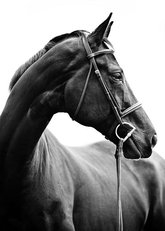 Portrait of Horse Plagát