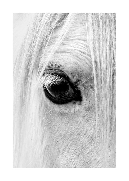 Horse Eye Plagát