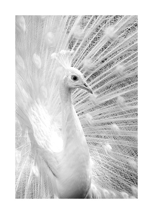 B&W Peacock Plagát