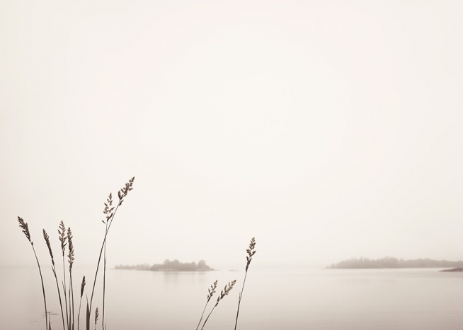 Reed by Foggy Lake Plagát