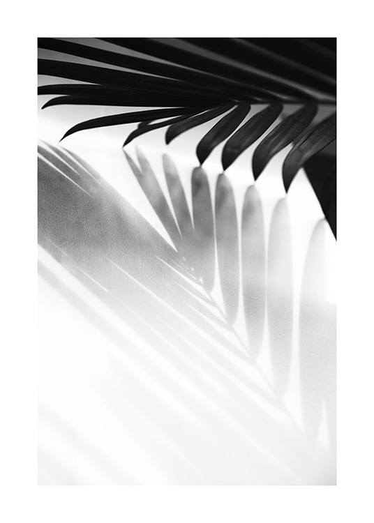 Palm Shadow B&W Plagát