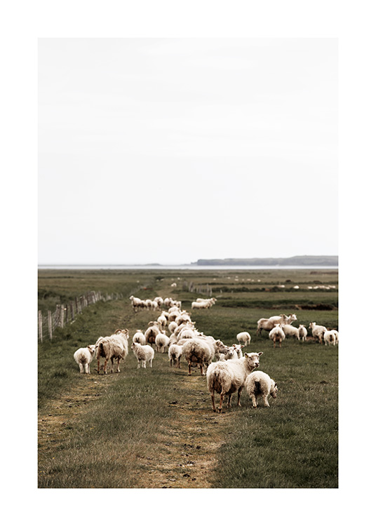 Icelandic Sheep Plagát