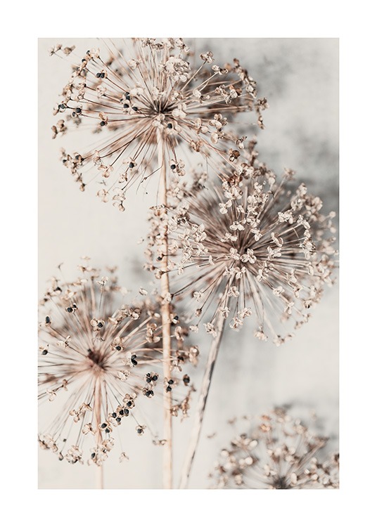 – Sušené béžové cesnakové kvety na krémovom pozadí