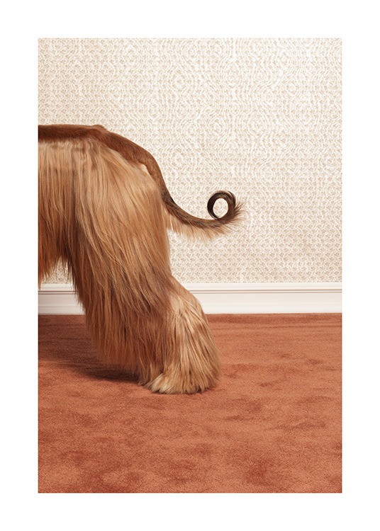 Afghan Hound Plagát