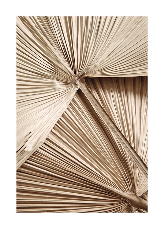 Golden Fan Palm Plagát