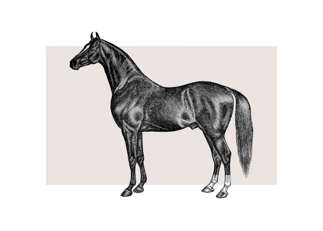 Vintage Horse Plagát