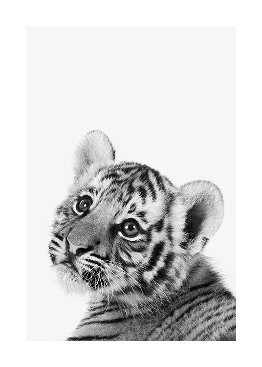 Baby Tiger Plagát