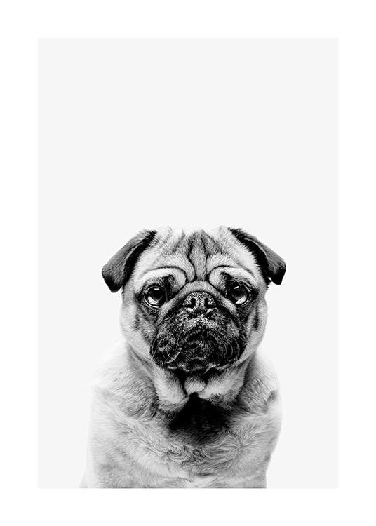 Black and White Pug Plagát