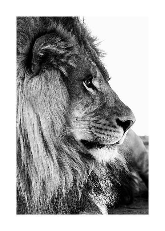 Lion Profile Plagát