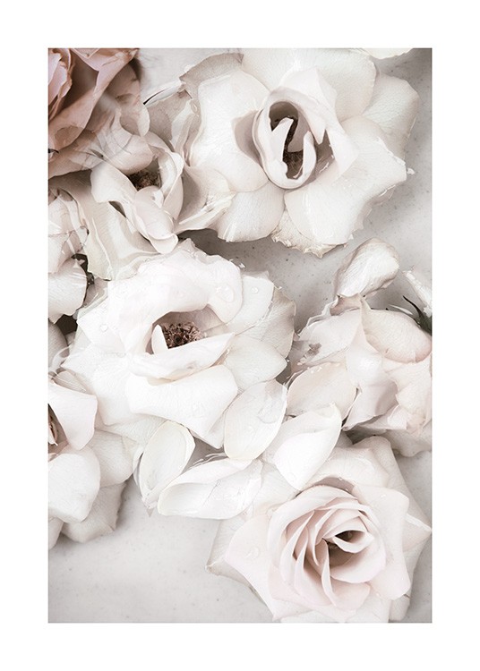 Close up White Roses Plagát / Kvety v Desenio AB (13875)