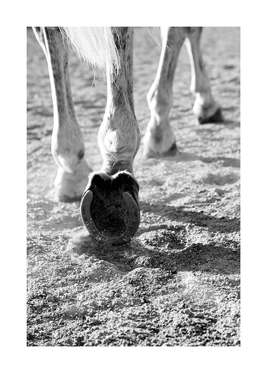 Horse Hoofs Plagát