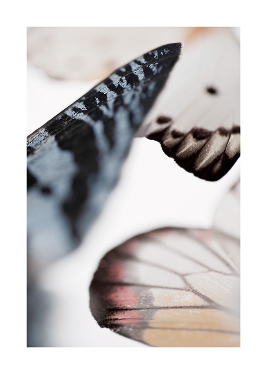 Butterfly Wings Plagát